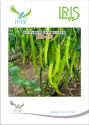 Iris Hybrid Vegetable Seeds F1 Hot Pepper (Chilli) IHS-250, Light Green Color, For Fresh And Drying Purposes