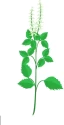 Indian Tulsi Basil Seeds , Tulsi Seed, Medicinal Used & Beneficial For Other Purpose