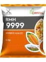 Crystal F1 Hybrid RMH 9999 Maize Seeds, Medium Maturity with Medium Tall Height