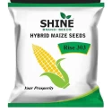 Maize Rise 303 Hybrid - Shine Brand Seeds, Makka Seed, Field Crops, Cereal Crop