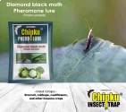 Chipku- Pheromone Water Trap with Lure Plutella Xylostella to Catch Insect Diamond Black Moth (DBM) of Cabbage, Brocolli, Cauliflower Plants.