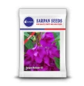 Sarpan Balsam-13, Dark Violet Double Flowers, Best For Terrace Gardening, Good for Bedding