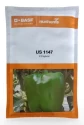 BASF Nunhems Hybrid Sweet Pepper US 1147 Seeds, Shiny and Firm Fruits, High Yielding Variety (1000 Seeds)