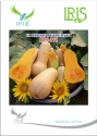 Iris Hybrid Vegetable Seeds, F1 Hybrid Butternut IHS-375, Yellowish Fruit Color