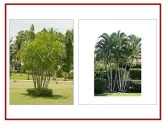 RK Seeds Areca Palm Tree Ornamental Seeds.ARECA PALM is easy to grow indoors or outdoors