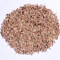 RK Seeds Bamboo Seeds , Bambusa Arundinacea, Indian Thorny Bamboo,Bambusa bambos seeds, Giant Thorny Bamboo,Indian Thorny Bamboo,clumping bamboo seeds