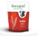 Foragen Raftar Bajra BAIF-1 Seeds. Fastest Growing Forage Millet, Multi-Cut And High Fodder Yield.