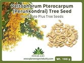 Peltophorum Pterocarpum (Perunkondrai) Tree Seed                           
