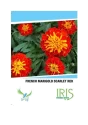 Iris Hybrid Flower Seeds French Marigold Scarlet, Genda Ka Phool, Best For Garden.