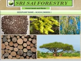 SRI SAI FORESTRY - Arabic Gum (Acacia) Babul seeds - Live Fencing Tree Seeds