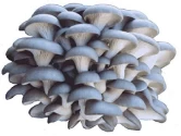 Blue Oyster Mushroom (pleurotus Columbinus) Spawn 350 Gm, Spreaded On Wide Range Of Agriculture Waste