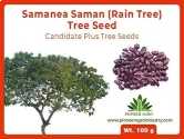 Pioneer Agro Industry Samanea Saman Rain Tree Seed , Rain Tree, Best For Plantation In Garden