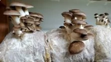 Mushroom Cultivation Supplement Used For Yield Enhancing For All Cultivable Mushroom 