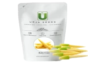 Urja Baby Corn Orion Imported,  Mini Corn, Popular Variety with Excellent Marketability