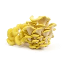 Shroomness Yellow Oyster Mushroom Liquid Culture (10ml), Cost Effective and High Quality Mushroom