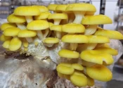 Shroomness Yellow Oyster Mushroom Spawn, Cost Effective, High Quality Cultivation Of Mushroom