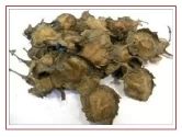 SRI SAI FORESTRY Red Sandal Seeds (Pterocarpus Santalinus , Lal Chandan or Raktachandan)