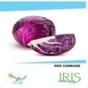 Iris Hybrid Vegetable Seeds Red Cabbage, For All Seasons, Balcony or Terrace Gardening