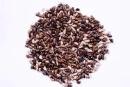 RK Seeds Napier Grass Seeds , Elephant Grass Seeds , Fodder seeds , Grass seeds , Napier grass  High yield variety grass seeds ,cattle grass seeds 