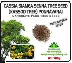 Bokashi Bran Cassia Siamea Senna Seeds Ponnavarai Seeds                         