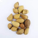 RK Seeds - Gmelina arborea seeds, Gamhar seed, White Teak, Gmelina, goomar teak seeds, Kashmir tree, Malay beechwood seeds, white teak seeds, Yamane, 