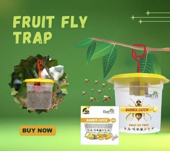  Fruit Fly Trap Set 