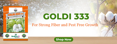 Goldi-333 Cotton Seeds